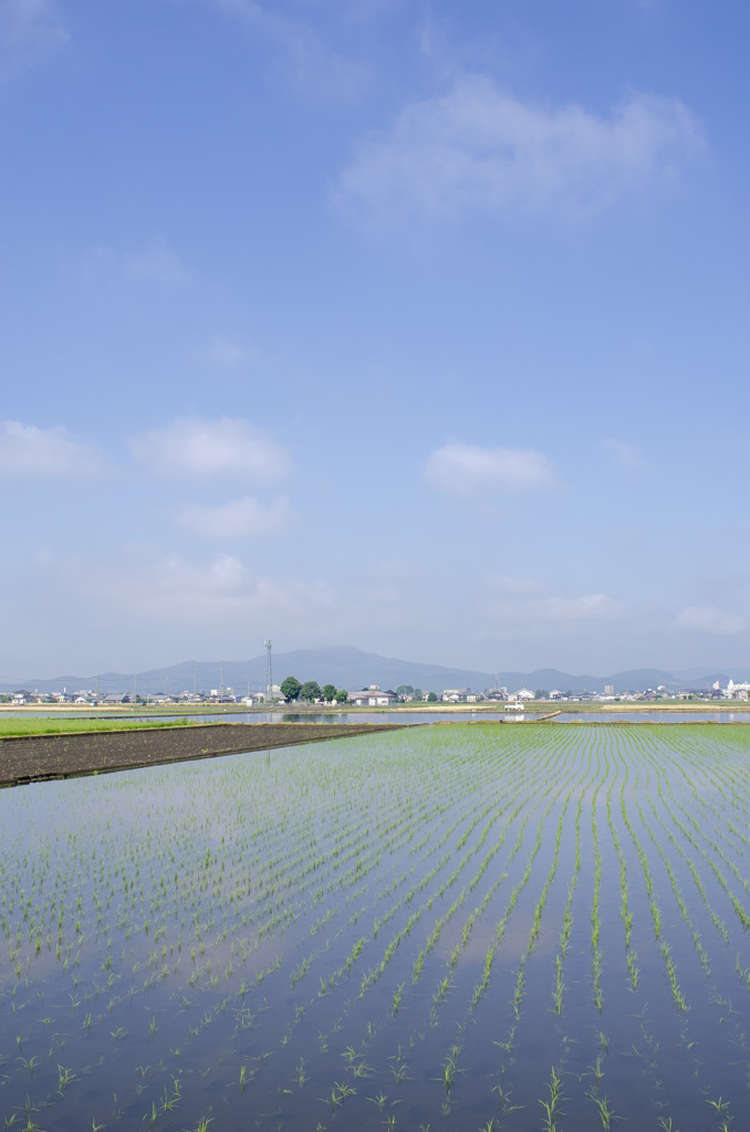 田植え１