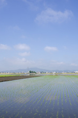 田植え１