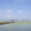 田植え１