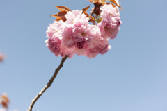 八重桜９