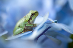 カエル５