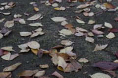 枯葉