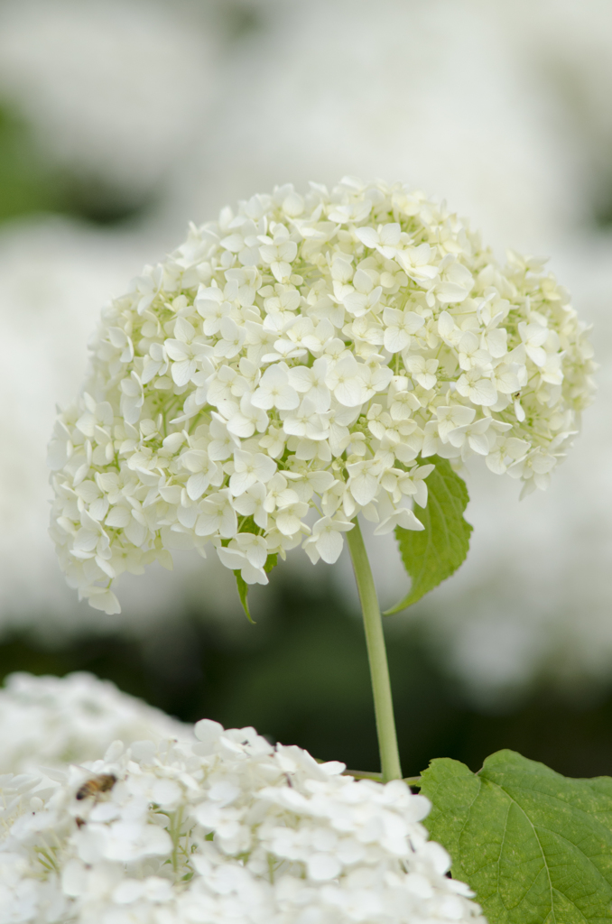 紫陽花３