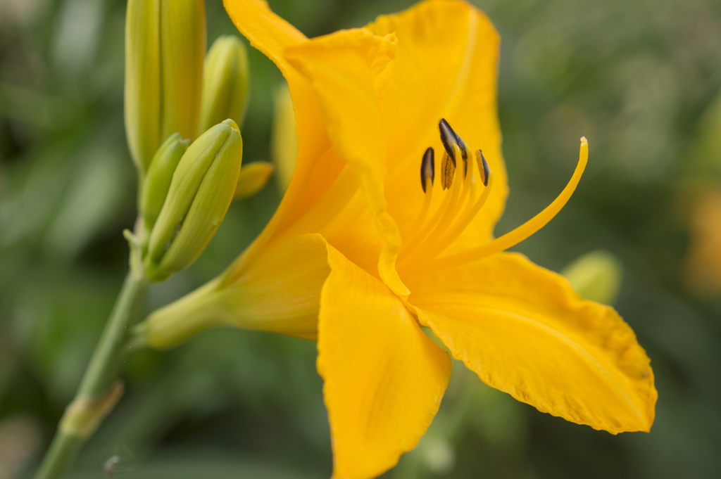 花３