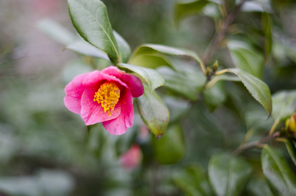山茶花