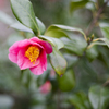 山茶花