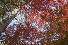 紅葉１７