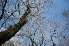 桜４