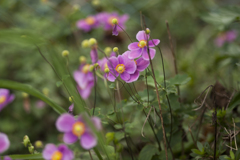 花１