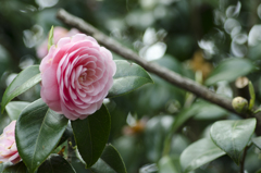 花２