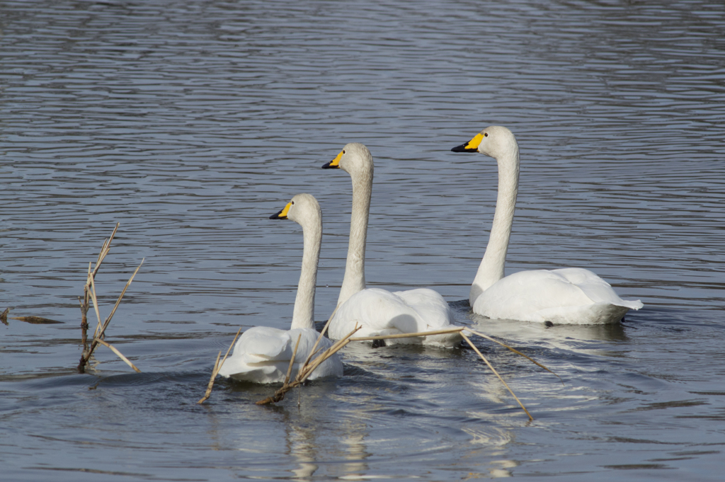 白鳥３