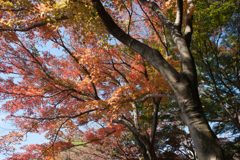 紅葉１