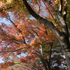 紅葉１