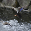 鴨が飛ぶ２