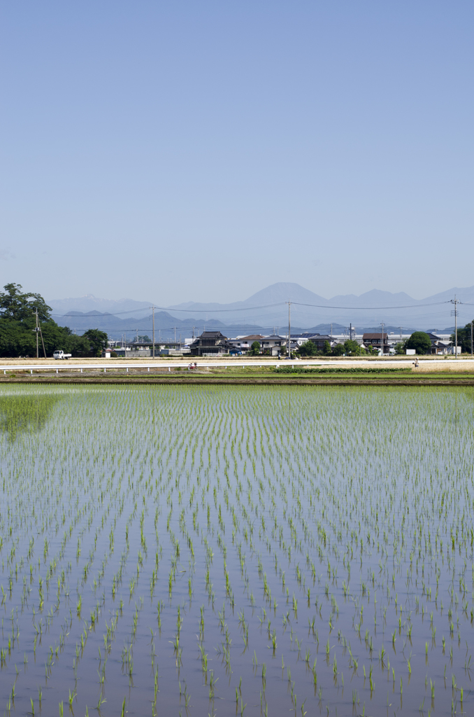 田んぼ４