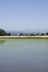 田んぼ４