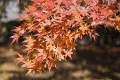紅葉１４