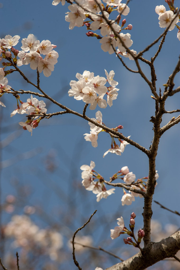 桜３