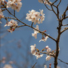 桜３