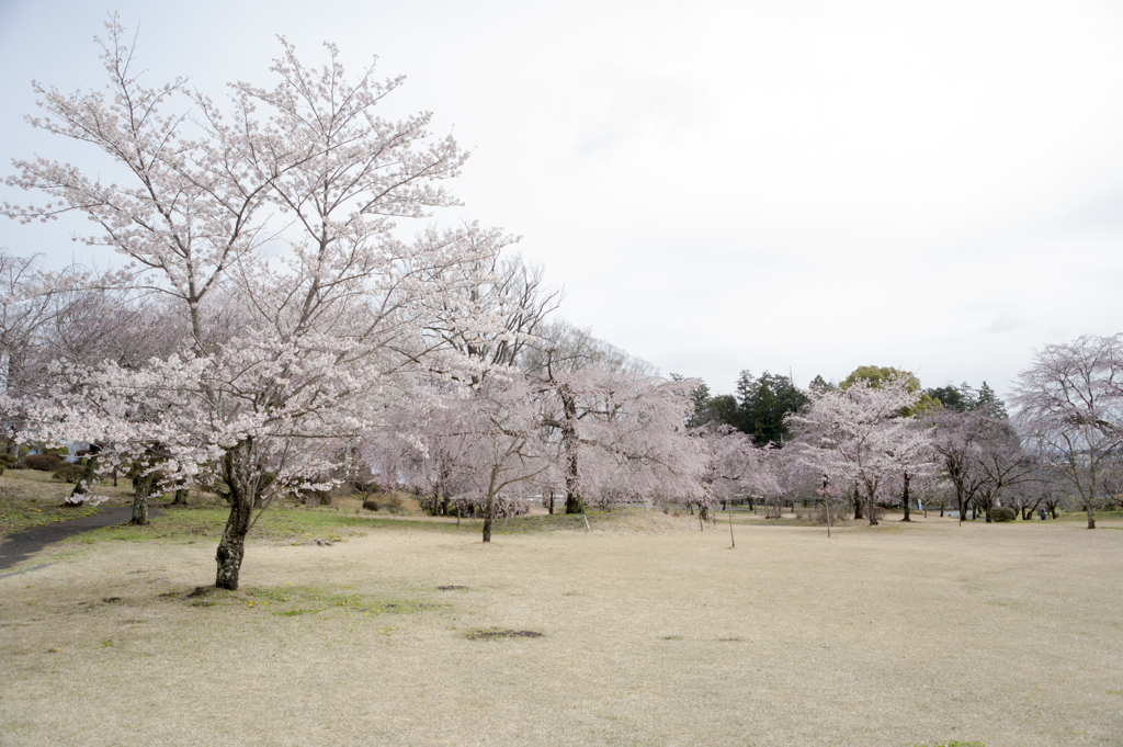 桜１１