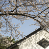 桜１１