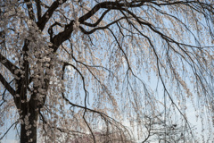 桜４