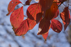 紅葉７