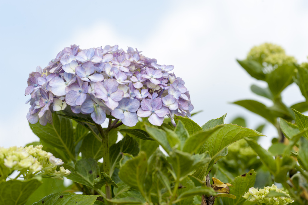 花２