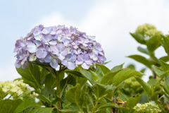 花２