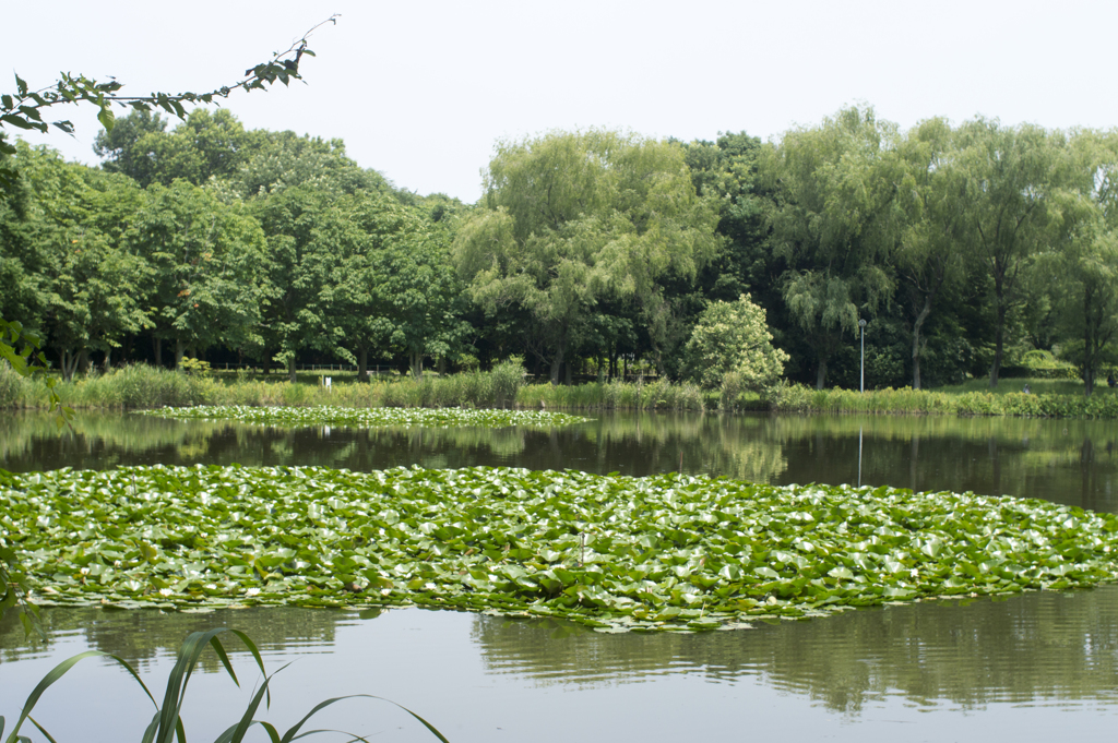 公園７