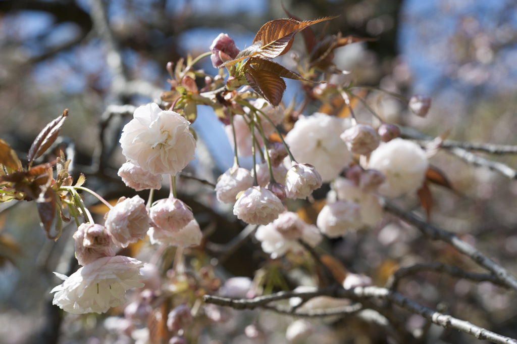 花５