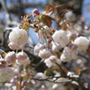 花５