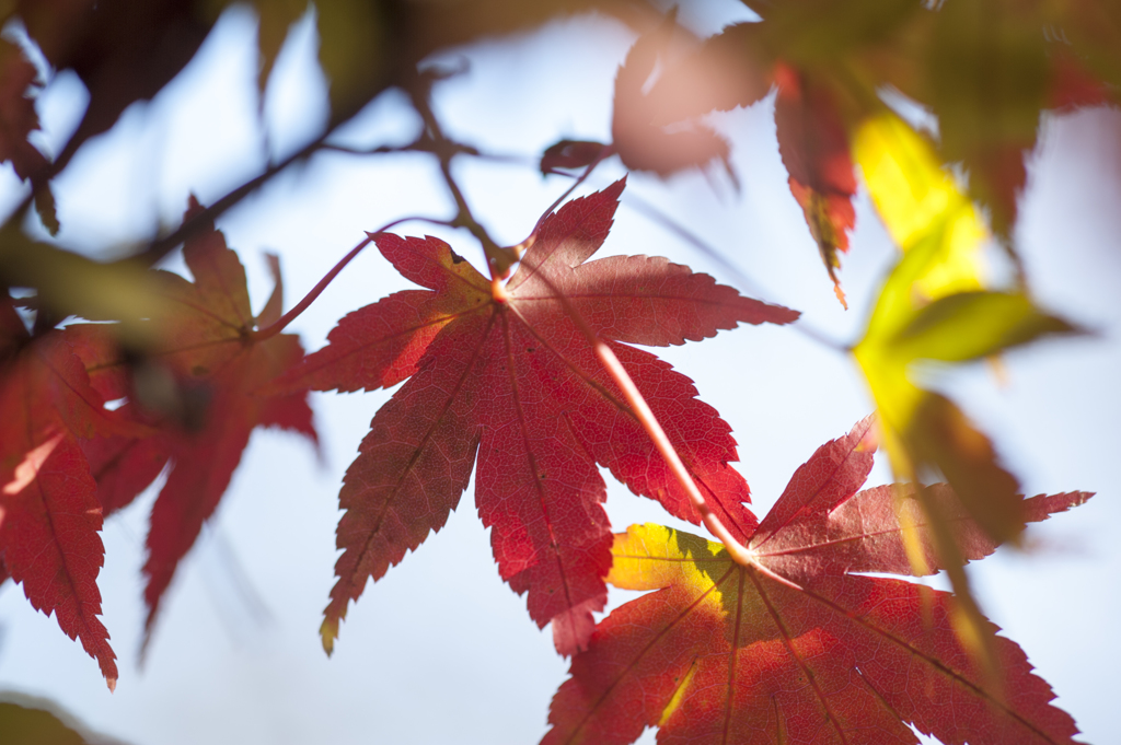 紅葉２