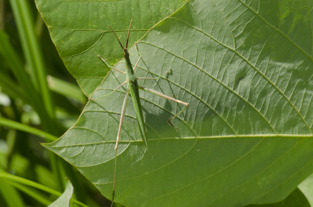 昆虫１