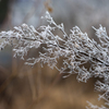 朝霜２