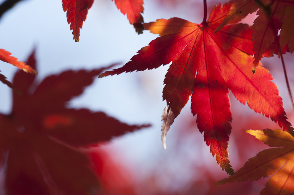 紅葉６