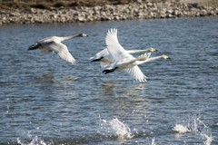 Ai Nikkor ED 400mm F5.6S(IF)１