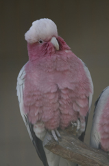 鳥７