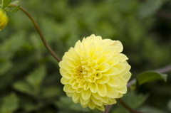 花９