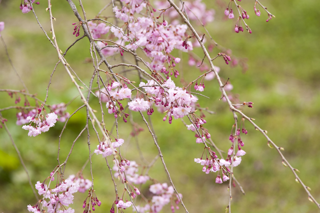 桜７