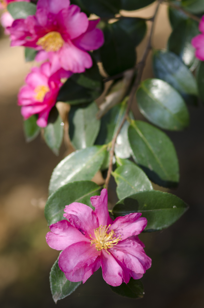 花２