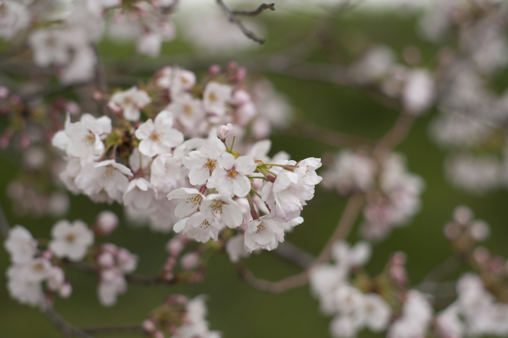桜４