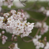 桜４