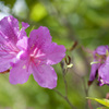 花３