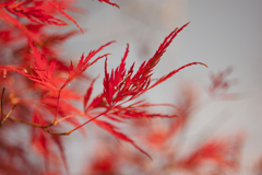 紅葉６