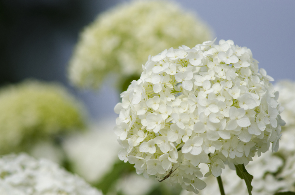 紫陽花５