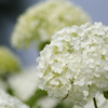 紫陽花５