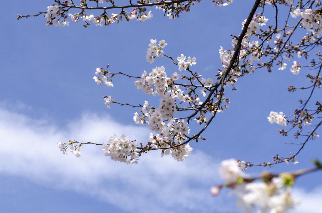 桜５