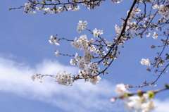 桜５