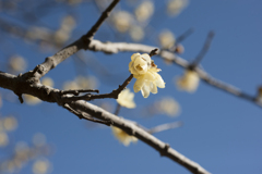 花９